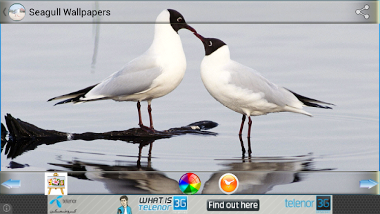 How to download Seagull wallpapers lastet apk for laptop
