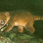 Coatimundi