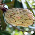 Magnolia