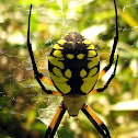Black and Gold Orb Weaver