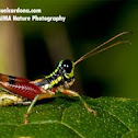 Grasshopper