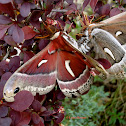 Ceanothus Silkmoth 