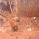 south america coati