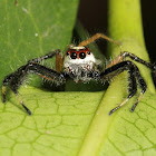 Two Striped Jumper (Male)
