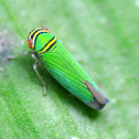 Leafhopper Sharpshooter