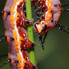 Gulf fritillary