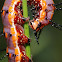 Gulf fritillary