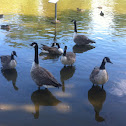 Goose