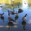 Goose