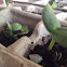 American Green Tree Frog