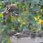 Red-winged Blackbirds