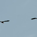 Black-bellied Whistling Duck