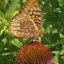 Great Spangled Fritillary