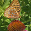 Great Spangled Fritillary
