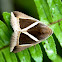 Noctuid Moth