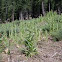 Mullein