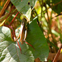 Wingless mountain grasshopper