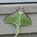 Luna Moth