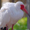 American White Ibis