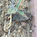 Brown Marmorated Sting Bug