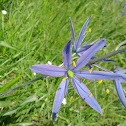 Common Camas