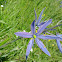 Common Camas