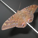 black witch moth