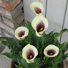 Calla Lilies