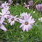 Osteospermum
