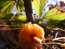 Spotting Image 1