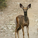 Mule deer