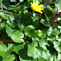 Lesser Celandine