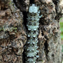 Ilia Underwing Caterpillar