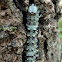 Ilia Underwing Caterpillar