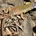 Eyed Lizard