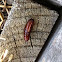 Moth pupa