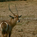 Waterbuck