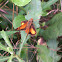 Zabulon Skipper