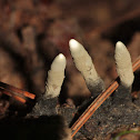 Dead Man's Fingers