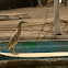 Indian Pond Heron