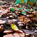 Unknown Fungi