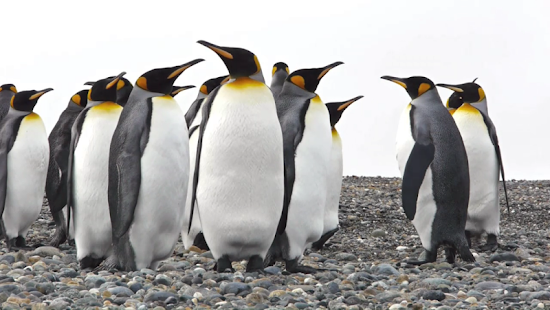 How to download Video Touch - Birds lastet apk for pc