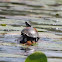 painted turtle