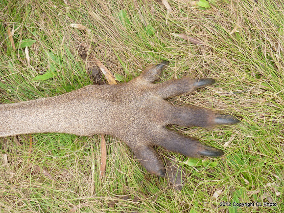 Spotting Image 1