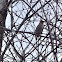 cedar waxwing