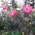 Hibiscus