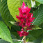 Manto Rojo