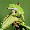 Carolina Green Anole