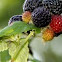 blackberry 