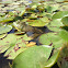 American bullfrog